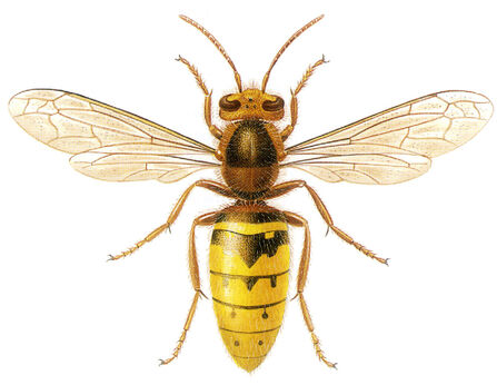 Identify Hornets | Surrey Wildlife Trust